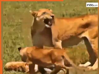 Sherni Ka Video: शिकार पर गई शेरनी के बच्चे को ही मार डाला, फिर जो हुआ हिल जाएंगे | देखें वीडियो