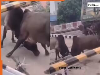 Wild Animal Video: दो सांडों की लड़ाई में फंस गई ट्रेन, रेलवे फाटक पर दिखा भयानक नजारा | देखें वीडियो