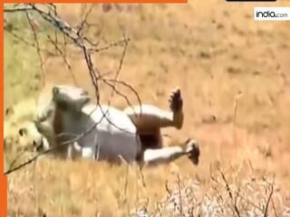 Sher Ka Video: जंगल में अचानक शेर को पड़ने लगे दौरे, मोके पर ही लगा तड़पने | देखें वीडियो