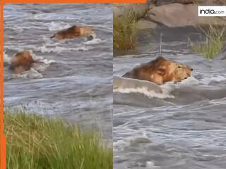 Sher Ka Video: नदी पार करना चाहते थे शेर तभी आ गई बाढ़, फिर जो हुआ आंखें फटी रह जाएंगी | देखें वीडियो