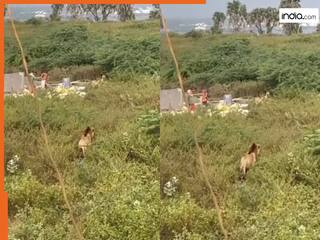 india.com top news