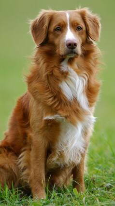 Top 10 smartest animals in the world