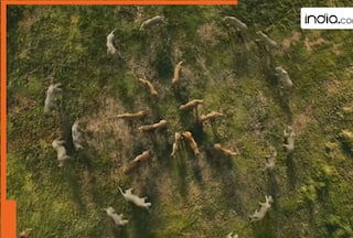 Not Pathaan, Jawan, Chennai Express, DDLJ, this film earned Rs 500 crore, can beat record of Bahubali, KGF, RRR, also had debut of