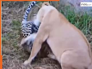 Sher Ka Video: शेर को अकड़ दिखाकर फंस गया तेंदुआ, ऐसी मार पड़ी जिंदगी भर याद रखेगा | देखें वीडियो