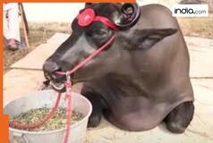 Rs 23 crore buffalo, eats dry fruits worth Rs 1500 daily, his semen is sold at..., his owner is not ready to...