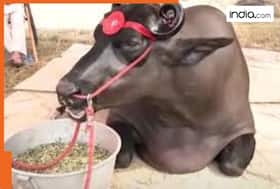 india.com top news