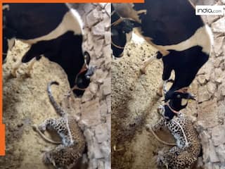 Viral Video: तेंदुआ जा बैठा गाय के खूंटे के पास, गौ माता बछड़ा समझ करती रही प्यार, फिर जो हुआ सोच नहीं सकते