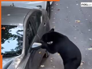 Bhalu Ka Video: चुपके से कार का गेट खोलकर बैठ गया भालू, फिर जो हुआ सोच भी नहीं सकते | देखें वीडियो
