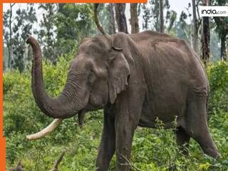 Hathi Ka Hamla: शौच गए शख्स पर जंगली हाथियों का अटैक, कुचलकर ले ली जान