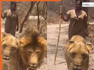 Sher Ka Video: महिला ने उठाई लठ तो बुरी तरह घबरा गए शेर, फिर जो दिखा आंखों पर यकीन नहीं होगा | देखें वीडियो