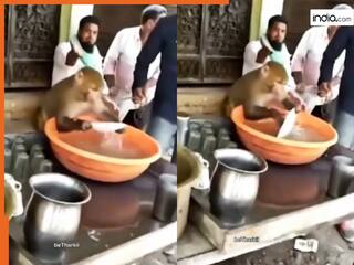 Bandar Ka Video: कड़ी सजा पाकर हिल गया बंदर, शख्स ने धुलवाए इतने बर्तन नानी याद आ गई | देखें वीडियो