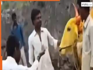 Wild Animal Video: शख्स की हरकत देख बुरी तरह चिढ़ गया बैल, अगले ही सेकेंड उतार दिया भूत | देखें वीडियो