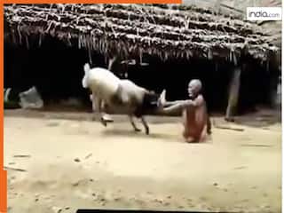 Chachaji Ka Video: चाचाजी से टकराकर हिल गया बकरा, बाहुबली जैसी ताकत ने उड़ाए होश | देखें वीडियो