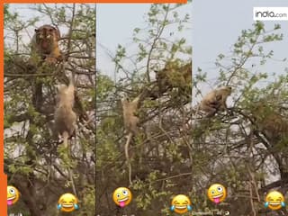 Bandar Ka Video: बाघ के साथ माइंडगेम खेलने लगा बंदर, पेड़ पर जो दिखा यकीन नहीं होगा | देखें वीडियो