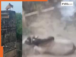 मकान की छत पर सांड को देख गांव में मची चीख-पुकार, देखते ही देखते अचानक बैल ने लगा दी छलांग, हुआ ऐसा हाल