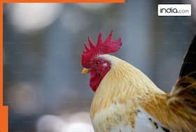 india.com top news