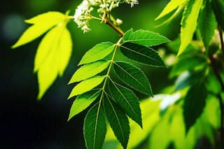 10 Miraculous Health Benefits Of Neem For Your Wellbeing