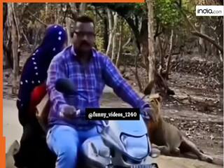 Sher Ka Video: जंगल के रास्ते से जा रहा था शख्स तभी हो गया शेर से सामना, फिर जो हुआ खुद देख लीजिए | देखें वीडियो