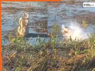 Magarmach Ka Video: ड्रोन को ही शिकार समझ बैठा मगरमच्छ, निगलते ही मुंह में ब्लास्ट हो गया | देखें वीडियो