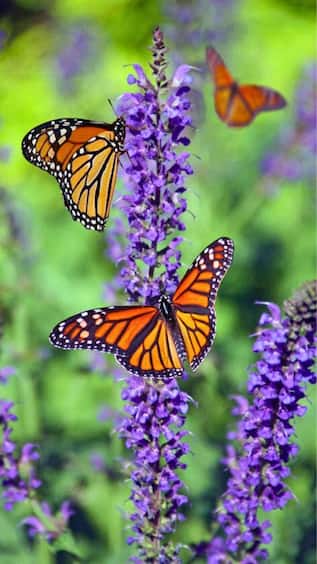 5 animals that travel long distances during migration