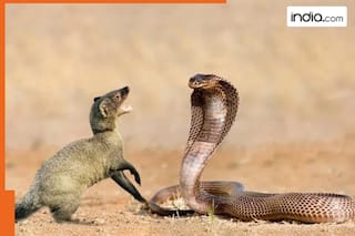 Have you wondered why are snakes and mongoose natural enemies? It is because…