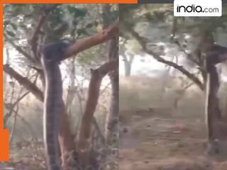 जंगल में पेड़ के बगल में खड़ा नजर आया 7 फीट का सांप, IFS के वीडियो को देख लोग बोले-असंभव