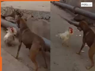 कमजोर समझकर मुर्गे से भिड़ा कुत्ता, लेकिन चंद सेकंड में ही हो गया खेला, जो हुआ उसे देखकर यकीन नहीं कर पाएंगे आप