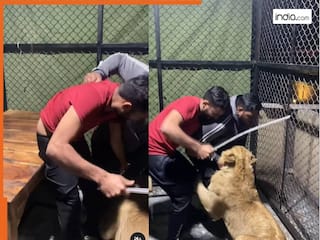 शेर के पिंजरे में मौज-मस्ती करना पड़ा भारी, जंगल के राजा ने लड़कों के साथ जो किया सोच भी नहीं सकते | देखें वीडियो