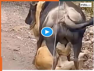 Sher Ka Video: शिकारी खुद बना शिकार, जंगली भैंसा पड़ा शेर पर भारी , दुम दबाकर भागा जंगल का राजा |  देखें वीडियो