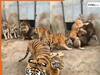 Sher Ka Video: प्लान बनाकर शेर को पीटने लगा बाघों का झुंड, मार खाकर दहल गया जंगल का राजा | देखें वीडियो