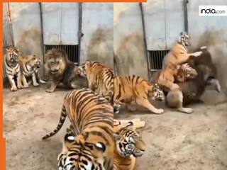 Sher Ka Video: प्लान बनाकर शेर को पीटने लगा बाघों का झुंड, मार खाकर दहल गया जंगल का राजा | देखें वीडियो