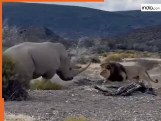 Sher Ka Video: गैंडे को आसान शिकार समझने की भूल कर बैठा शेर, पास जाते ही नानी याद आ गई | देखें वीडियो