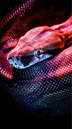 5 Myths about dangerous animals