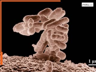 सिंगल यूज प्लास्टिक एंटीबायोटिक के असर को करती है कम : Research