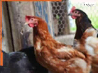 Year Ender 2024: इस साल मंकीपॉक्स, बर्ड फ्लू से लेकर कोरोना के नए वेरिएंट्स ने बढ़ाई टेंशन