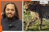 Mukesh Ambani’s son Anant Ambani celebrates milestone, Vantara welcomes five cheetah cubs born at…
