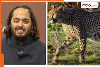 Anant Ambani’s Vantara has over 25,000 animals of 48 species, how many tigers, lions, leopards, crocodiles it has?