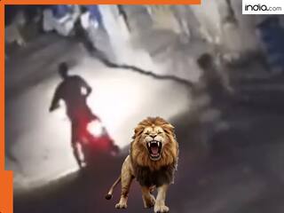 Viral Video: बाइक पर जा रहे पति-पत्नी के सामने अचानक आया शेर, फिर जो हुआ...खुद ही देख लीजिए