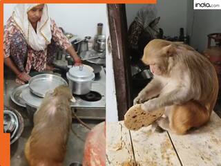 Viral Monkey Video: घर के सारे काम करती है ये बंदरिया, रोटी बेलने, मसाले कूटने और बर्तन धोने में है माहिर, खुद देख लीजिए