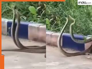 Snake Viral Video: रोमांटिक डांस या खूनी लड़ाई? नाग-नागिन का ये वीडियो देख रोंगटे खड़े हो जाएंगे