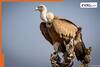Did the extinction of vultures lead to the death of 5 lakh people? Reports say...