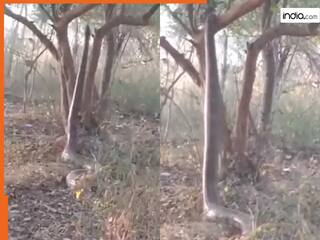 Azgar Ka Video: इंसान की तरह सीधा खड़ा हो गया अजगर, फिर जमीन से बिना सपोर्ट पेड़ पर चढ़ गया | देखें वीडियो