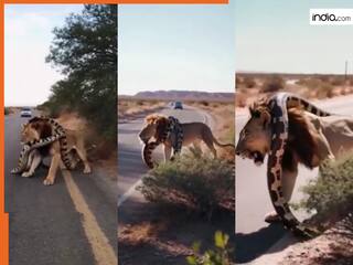 Sher Ka Video: अजगर के रडार पर आ गया शेर, चुपके से जाकर गर्दन ही दबोच लिया | देखें वीडियो