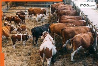 Kuwait and other Arab countries are importing cow dung from India due to...