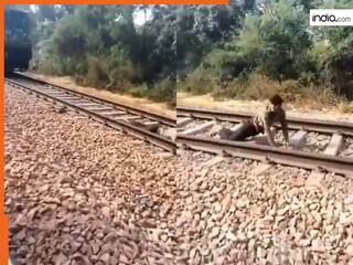 Train Ka Video: ट्रेन आई तो पटरियों पर लेट गया लड़का, फिर जो दिखा होश ही उड़ जाएंगे | देखें वीडियो