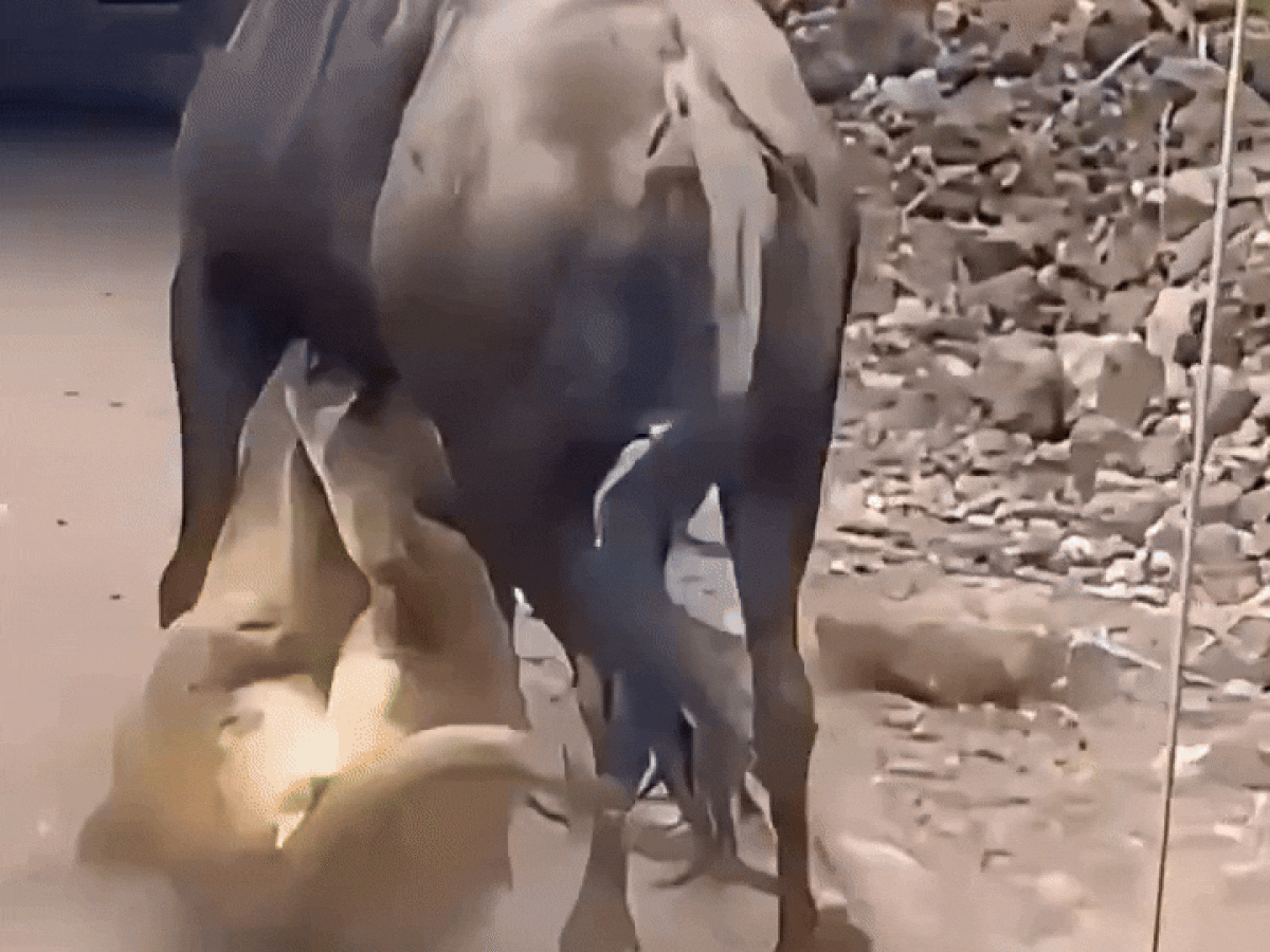 SHER KA VIDEO: डर सबको लगता है! शेर का जंगली भैंसे से हुआ सामना- पिटाई के बाद दबे पैर भाग गया जंगल का राजा | देखें 