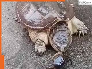 Wildlife Video: कछुए ने बिजली की तेजी से किया शिकार, पलक झपकते ही निगल इतना बड़ा जीव, देखकर यकीन नहीं होगा