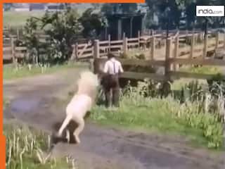 Sher Ka Video: चुपके से आया और शख्स पर कूद पड़ा शेर, फिर जो हुआ सोच भी नहीं सकते कभी | देखें वीडियो