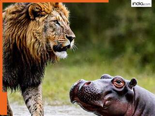 Lion vs Hippo: तीन शेर और एक हिप्पो, फिर भी दुम दबाकर भागे जंगल के राजा, हैरान कर देगा जंगल का ये वीडियो