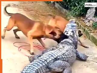 Magarmach Ka Video: पानी से निकलते ही कुत्तों की रडार पर आ गया मगरमच्छ, ऐसा हाल किया हिल ही जाएंगे | देखें वीडियो